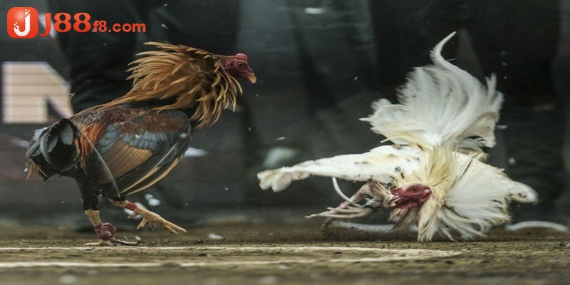 Cách Bắt Kèo Đá Gà Hiệu Quả - Gợi Ý Cá Cược Uy Tín Từ J88 7 Cách tham gia và bắt kèo hiệu quả cho khách hàng