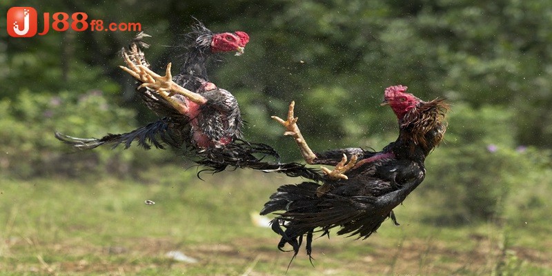 Cách Bắt Kèo Đá Gà Hiệu Quả - Gợi Ý Cá Cược Uy Tín Từ J88 6 Giới thiệu một số kinh nghiệm về cách bắt kèo đá gà