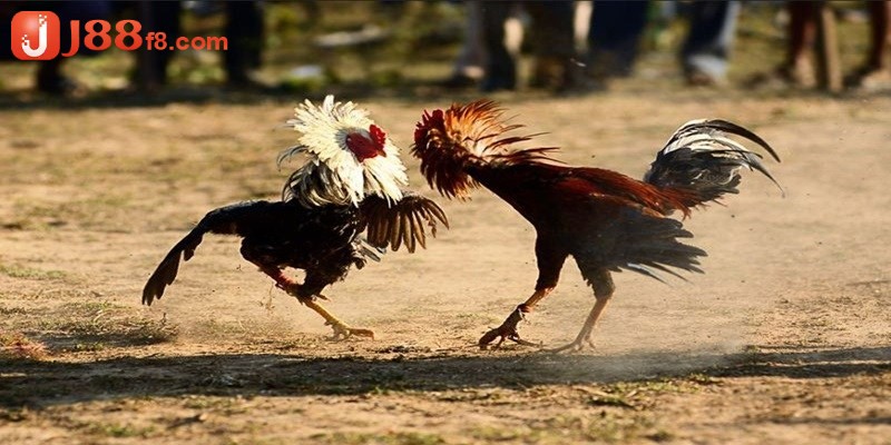 Cách Bắt Kèo Đá Gà Hiệu Quả - Gợi Ý Cá Cược Uy Tín Từ J88 5 Tìm hiểu về các loại cửa cược và cách bắt kèo đá gà