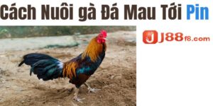Cách nuôi gà đá tới pin