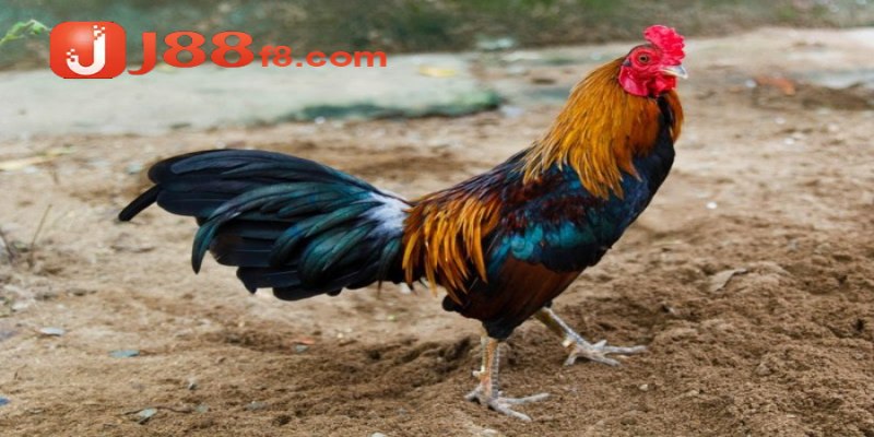 Hướng Dẫn Cách Nuôi Gà Đá Tới Pin Chuẩn, Hiệu Quả Nhất 9 Cách nuôi gà đá tới pin đúng là phải qua quá trình tập luyện