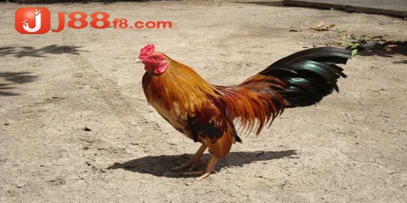 Hướng Dẫn Cách Nuôi Gà Đá Tới Pin Chuẩn, Hiệu Quả Nhất 8 Tham khảo kiến thức về cách nuôi gà đá tới pin