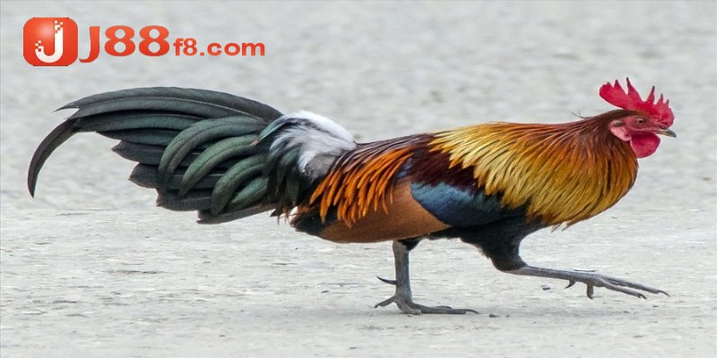 Hướng Dẫn Cách Nuôi Gà Đá Tới Pin Chuẩn, Hiệu Quả Nhất 7 Các giai đoạn chính trong cách nuôi gà đá tới pin