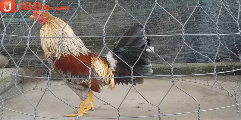 Hướng Dẫn Cách Nuôi Gà Đá Tới Pin Chuẩn, Hiệu Quả Nhất 6 Thông tin sơ lược về gà đá tới pin chuẩn nhất