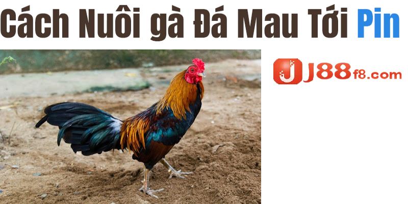 Hướng Dẫn Cách Nuôi Gà Đá Tới Pin Chuẩn, Hiệu Quả Nhất 5 Cách nuôi gà đá tới pin