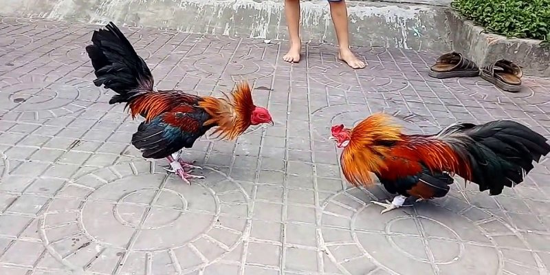 Kinh nghiệm chơi đá gà 4K tại thương hiệu J88