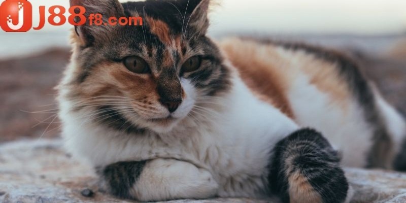 Tình huống mơ thấy mèo tam thể