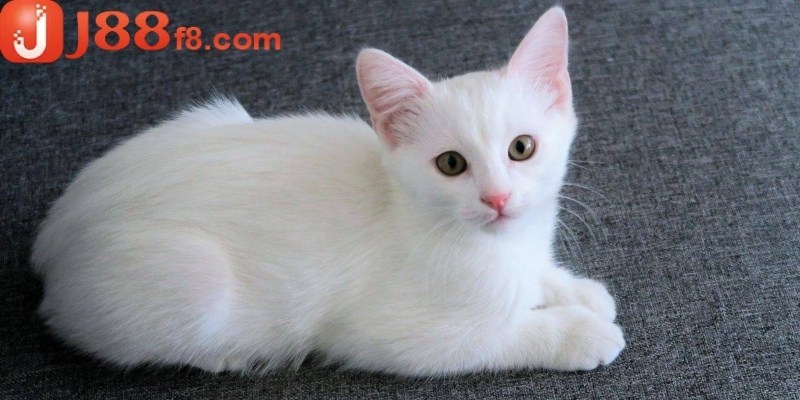 Giải mã chiêm bao có mèo trắng